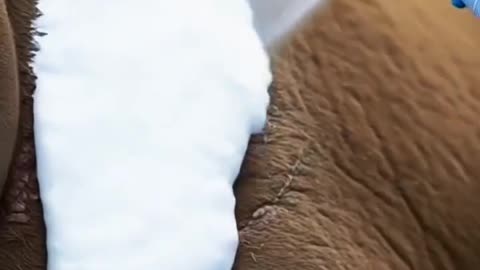 Wild Hunt Interrupted – Seal’s Life Saved on the Edge