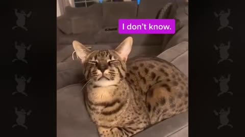 Funny cat