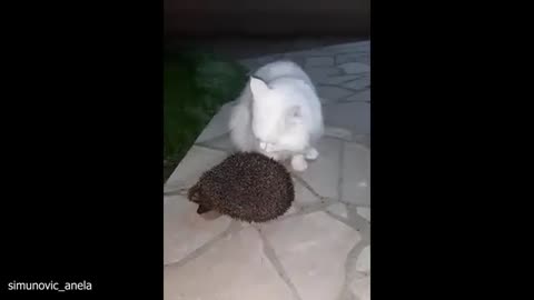 When CAT Thinks He's The KING of the Jungle