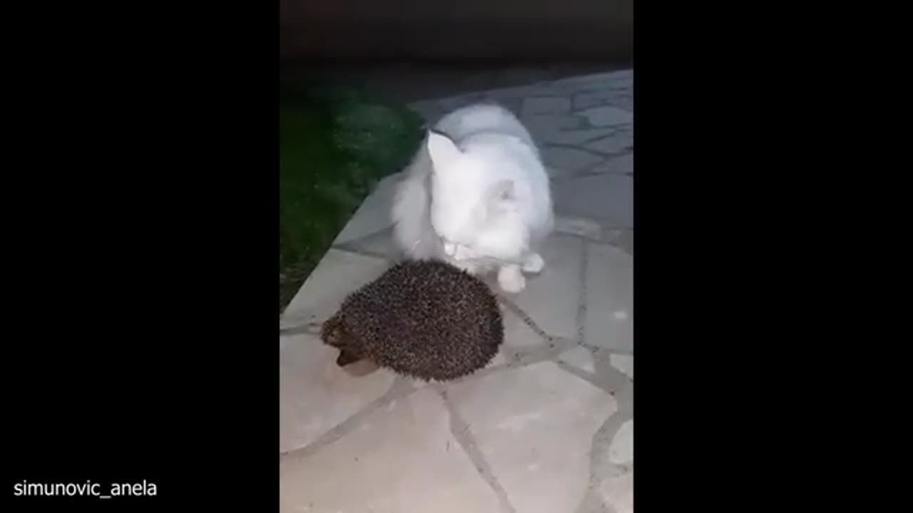 When CAT Thinks He's The KING of the Jungle
