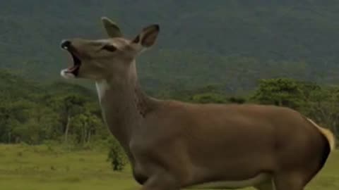 Philippines alpaca deer