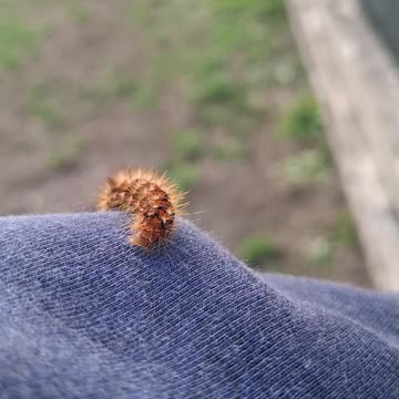 Brown Tail Moth Caterpillar