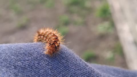 Brown Tail Moth Caterpillar