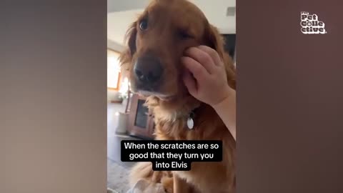 2025’s Funniest Pets Ever 🐾 Hilarious Animal Fails & Laugh-Out-Loud Moments!