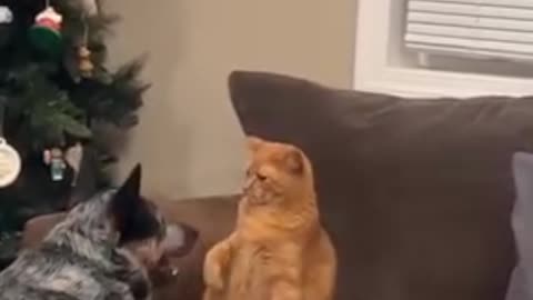 Cat and Dog's Quarrelsome Evening Routine