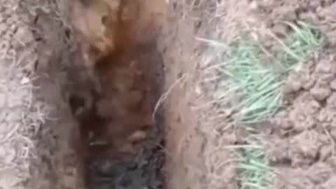 videos engraçados da internet.mp4