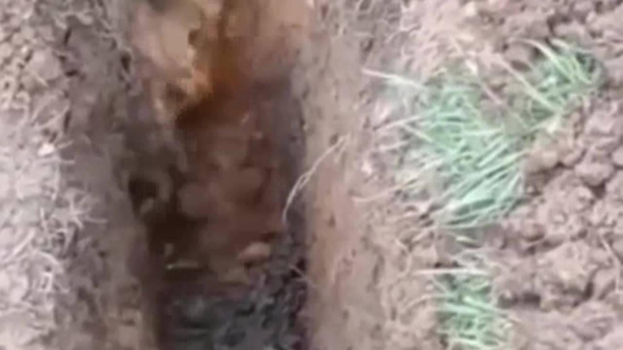 videos engraçados da internet.mp4