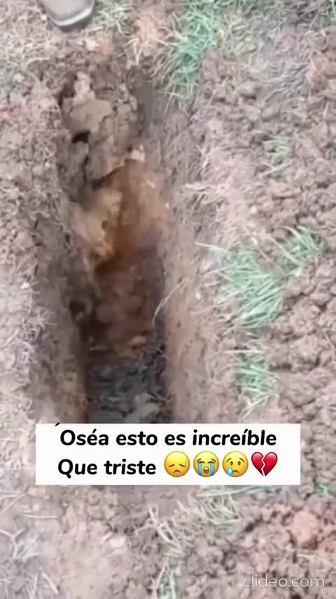 videos engraçados da internet.mp4