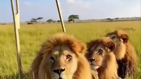 स्टिल्ट्स पर वार्थोग! 🤣 शेरों की प्रतिक्रिया अमूल्य है! #रील #मजेदार