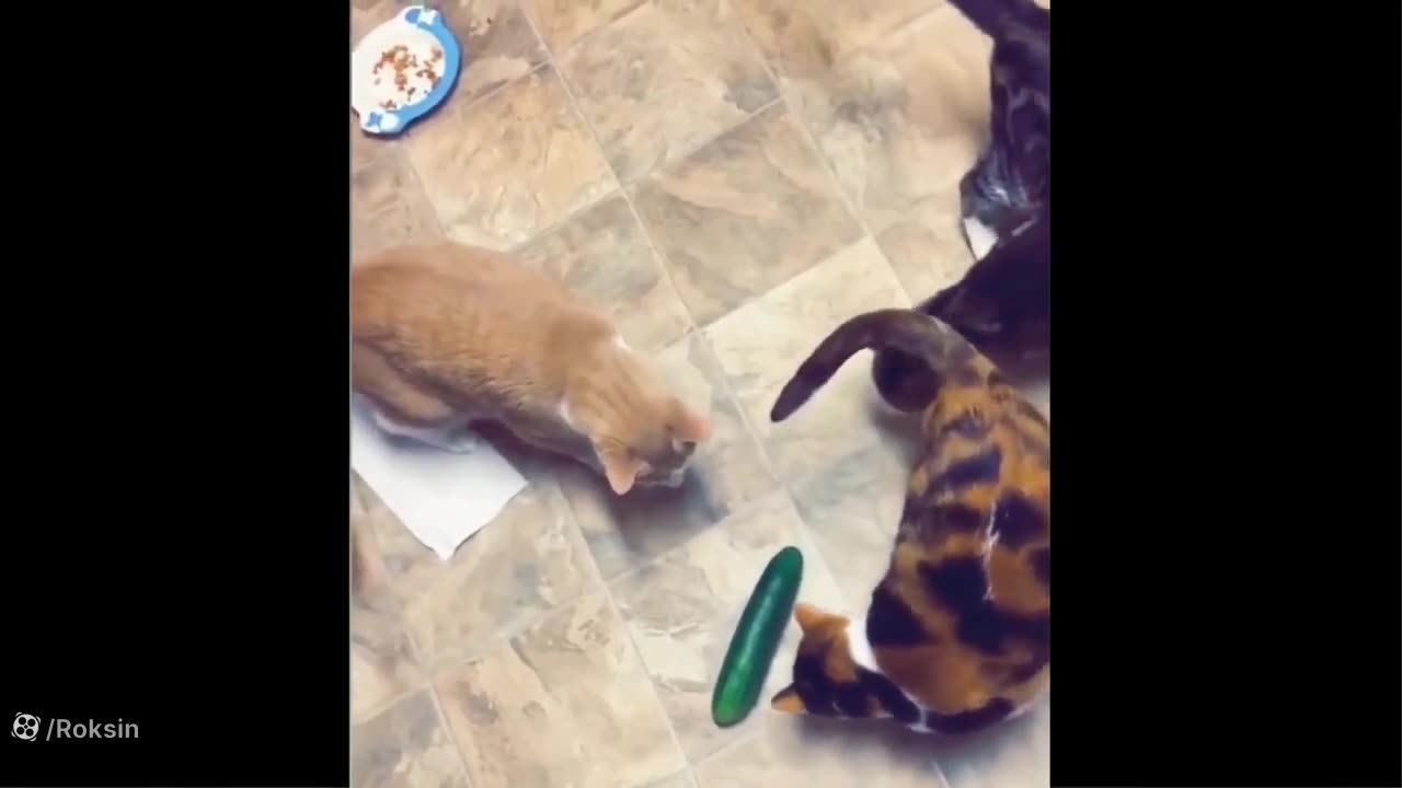 Hilarious Animal Fails You Can't Miss!