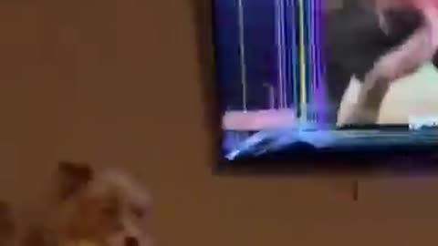 My Friend Dog vs My Dog