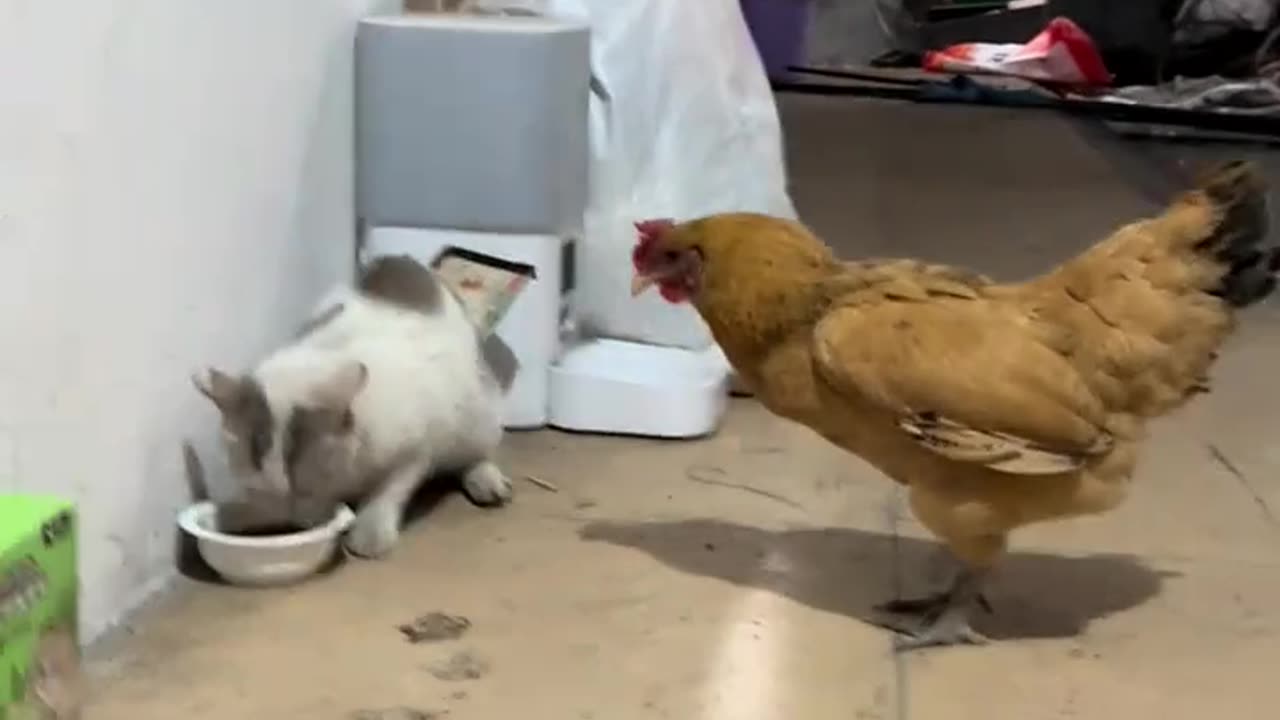 "Hen Fights Cat for Food! 🐔🥊🐱"#shorts