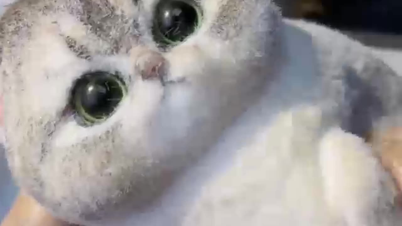 So cute cat 💕🔥 ( Pet's Lover)