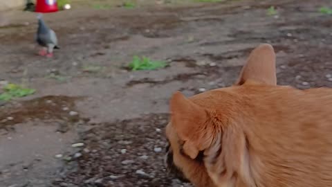 Lil1 lives with birds but never chases them. There's a ringing hum sound on the video