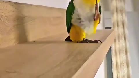 Loves To Dance