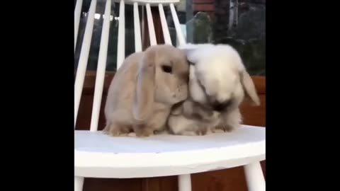 Funny Animals