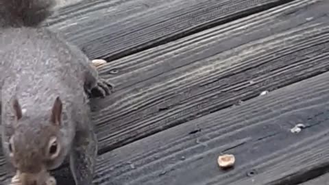 back yard munchkins