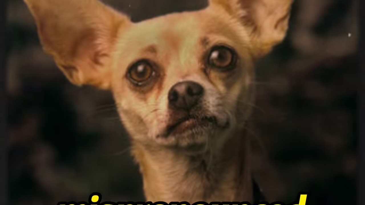 ๐ฎ๐ถ REMEMBER THE TACO BELL CHIHUAHUA? | โยกYO QUIERO TACO BELL!โ BLAST FROM THE PAST! ๐๐ฅ