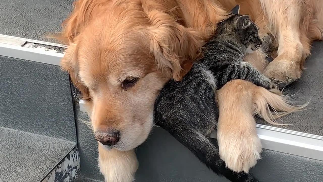 Cat Cuddles Up To Old Golden Retriever