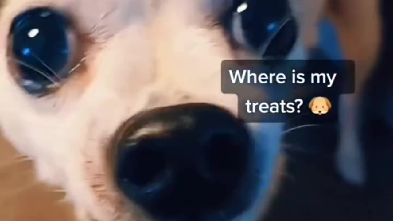 funny dogs