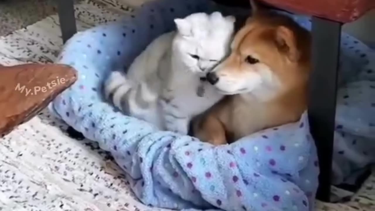 Funny animals