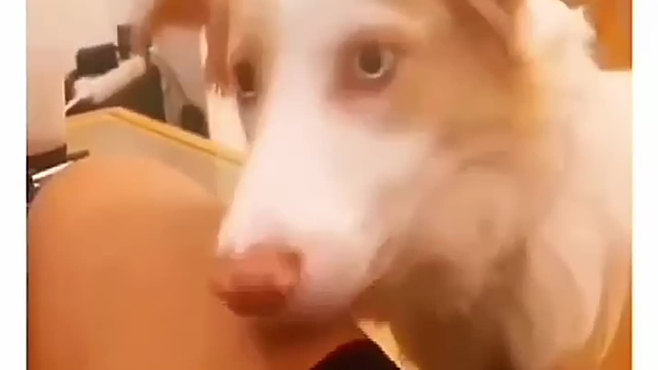 Funny dog 🐶 habits