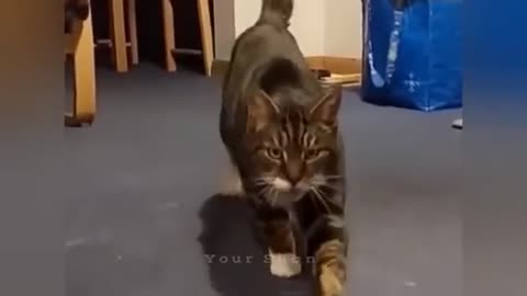 Dramatically Funny Cat Videos