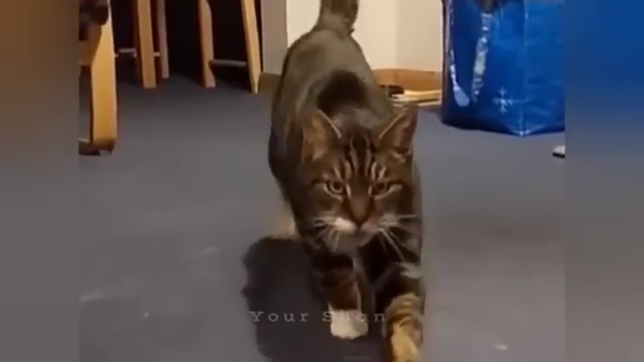 Dramatically Funny Cat Videos