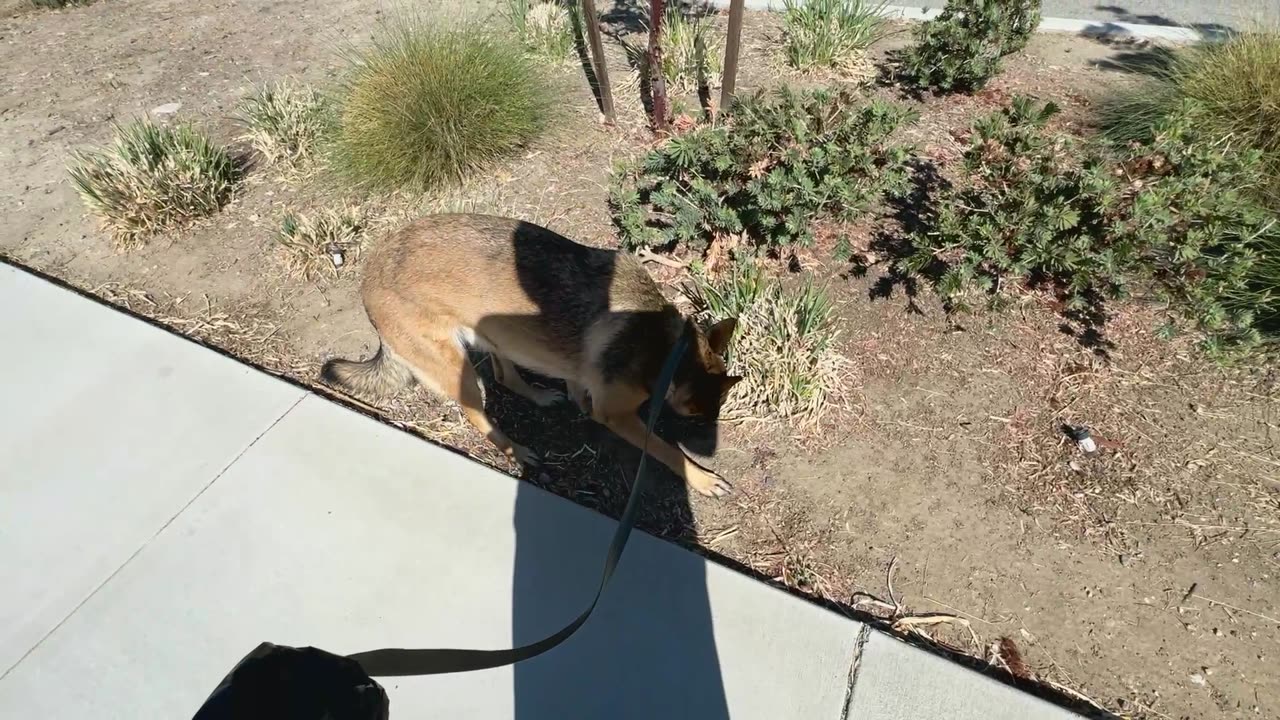 Random Stream IRL