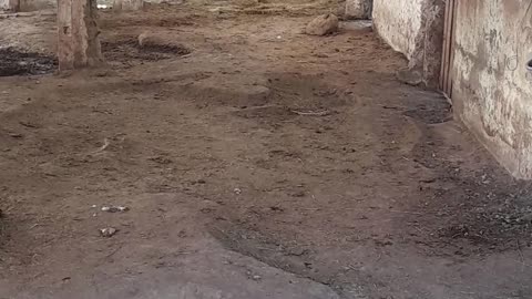 caballo