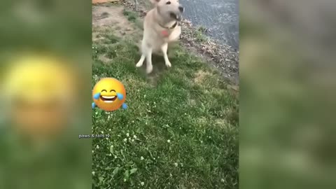 Funny Animals Compilation
