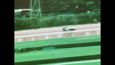 Secretariat's 1973 record breaking Triple Crown races 3.BELMONT