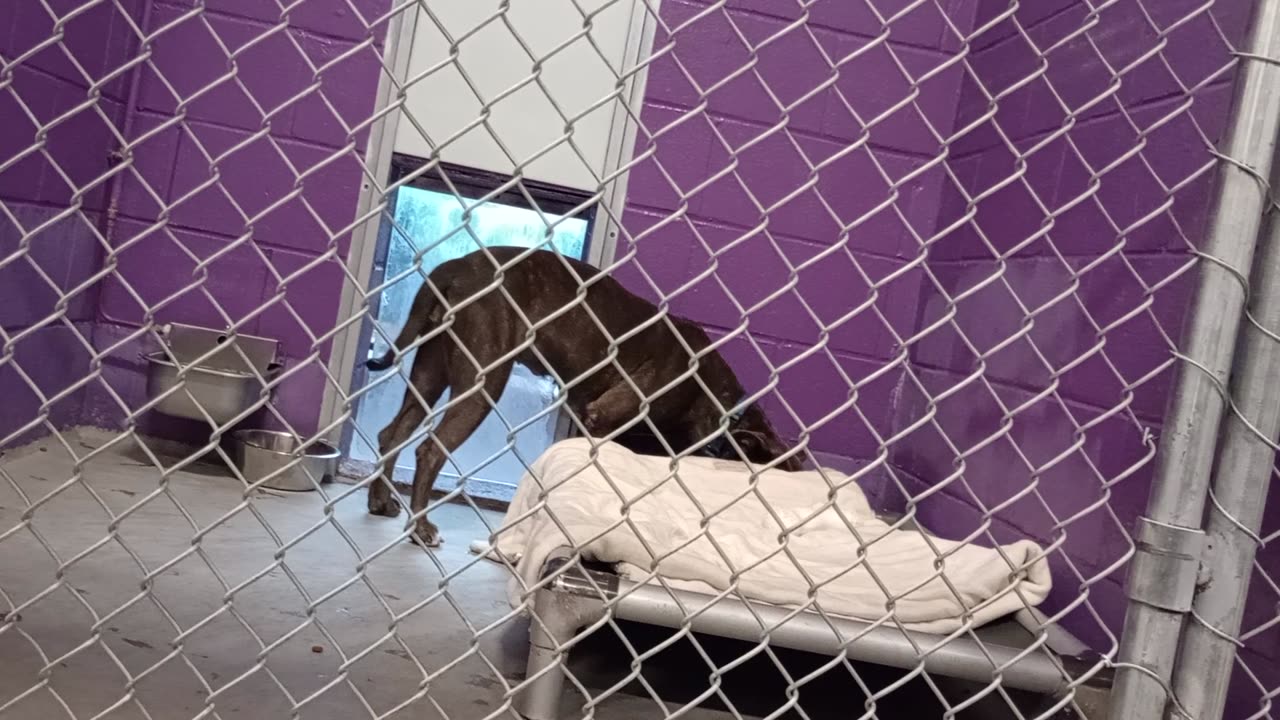 Tinsel 1y Pet Id 948670 kennel 11 HSSAZ shelter was mad @ me last week but he's fine today2025912186