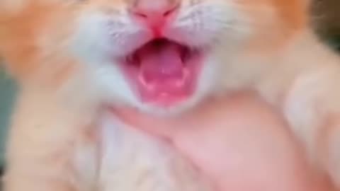 shorts cat meme & kitten ( tik tok video ] - funny cats meow baby cute compilation [ cat cash home