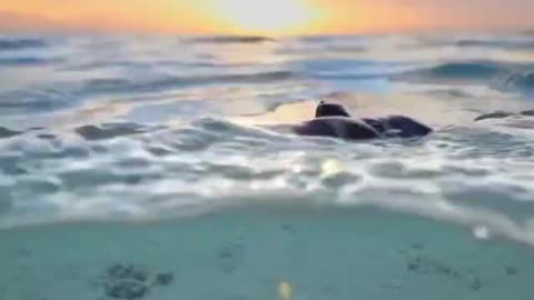 Baby Sea Turtle
