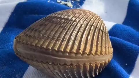 Alien Stuff