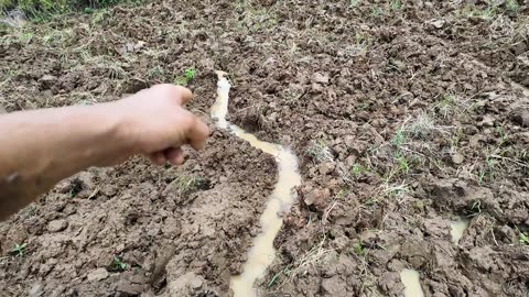 Turning Rice Into Fruit Forest, LOGAN & FRIENDS helping prepare rice field for fruit Colonia Divina