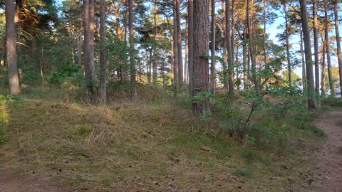 Tallskogen Hagestad. 1 Aug. 2025