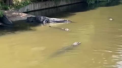 Monster Alligator
