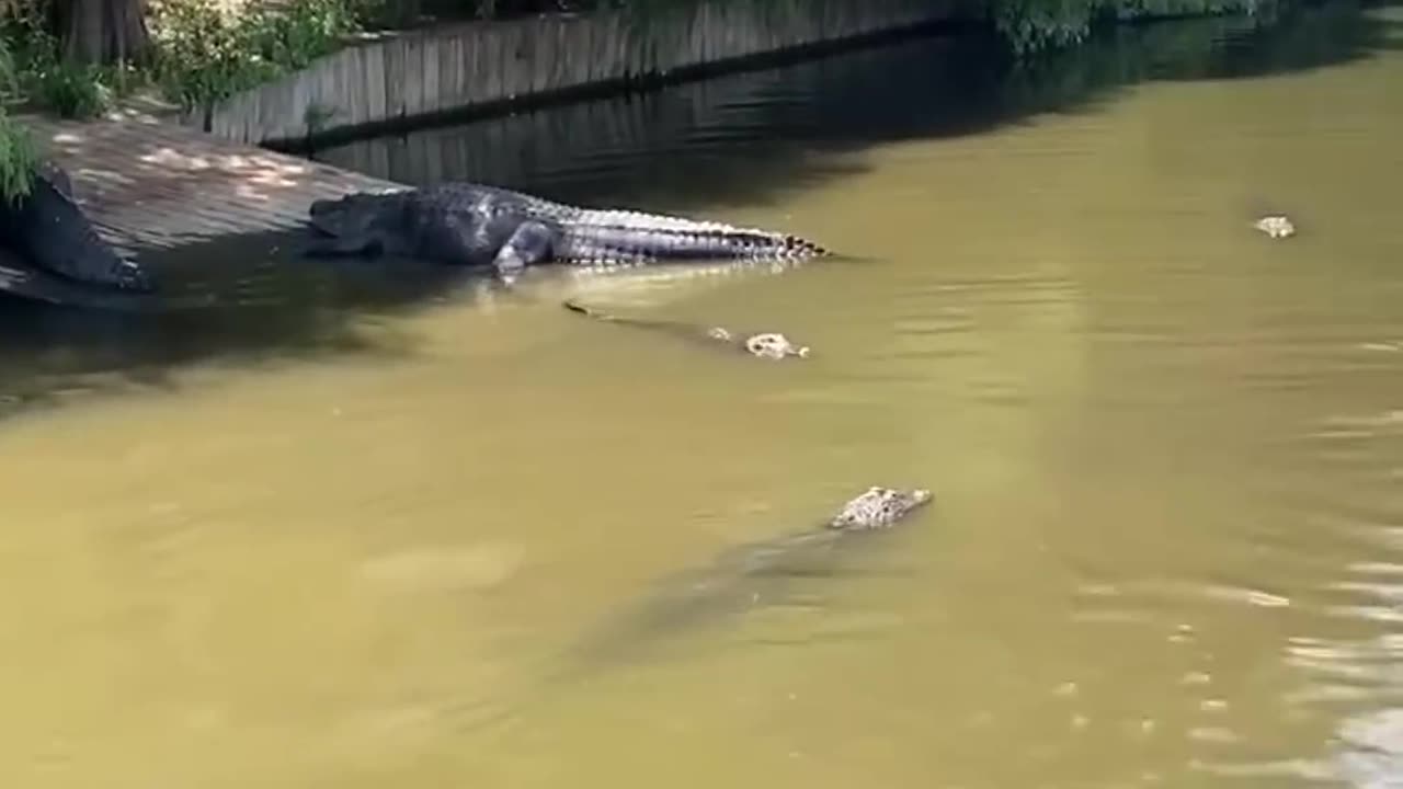 Monster Alligator