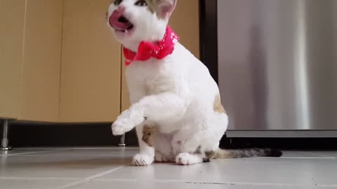 #cute cat #funny vedio #rumble