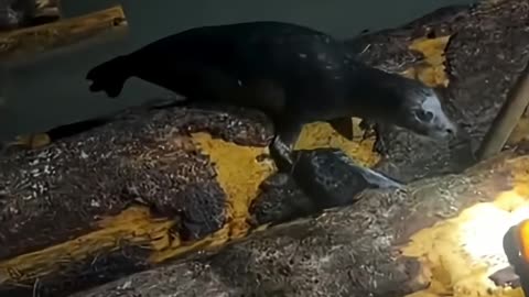 Terrified seal pup rescued from logs after men and mother seal join forces