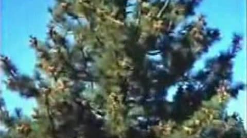 Commercial - PSA Only you can prevent forest fires 1966