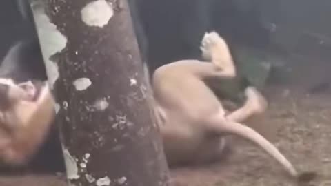 Gorilla saved his child from the lion's attack