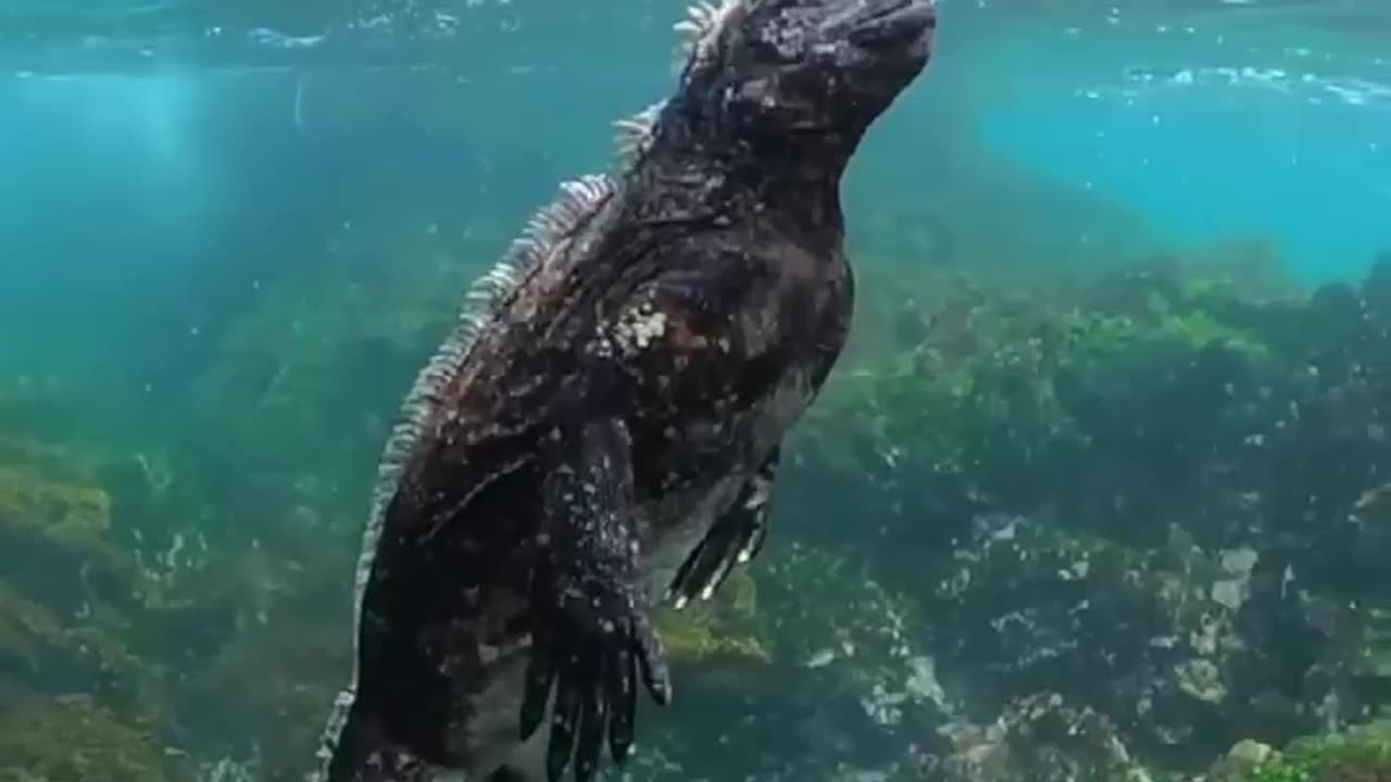 Iguanas