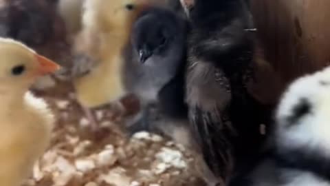 Chicken math