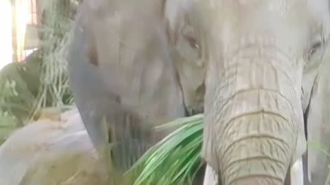 You’ve NEVER Seen an Elephant Eat Like This! 😲🌿 | Nature’s Gentle Giant Feasts