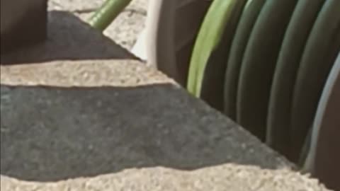 Italian wall lizard