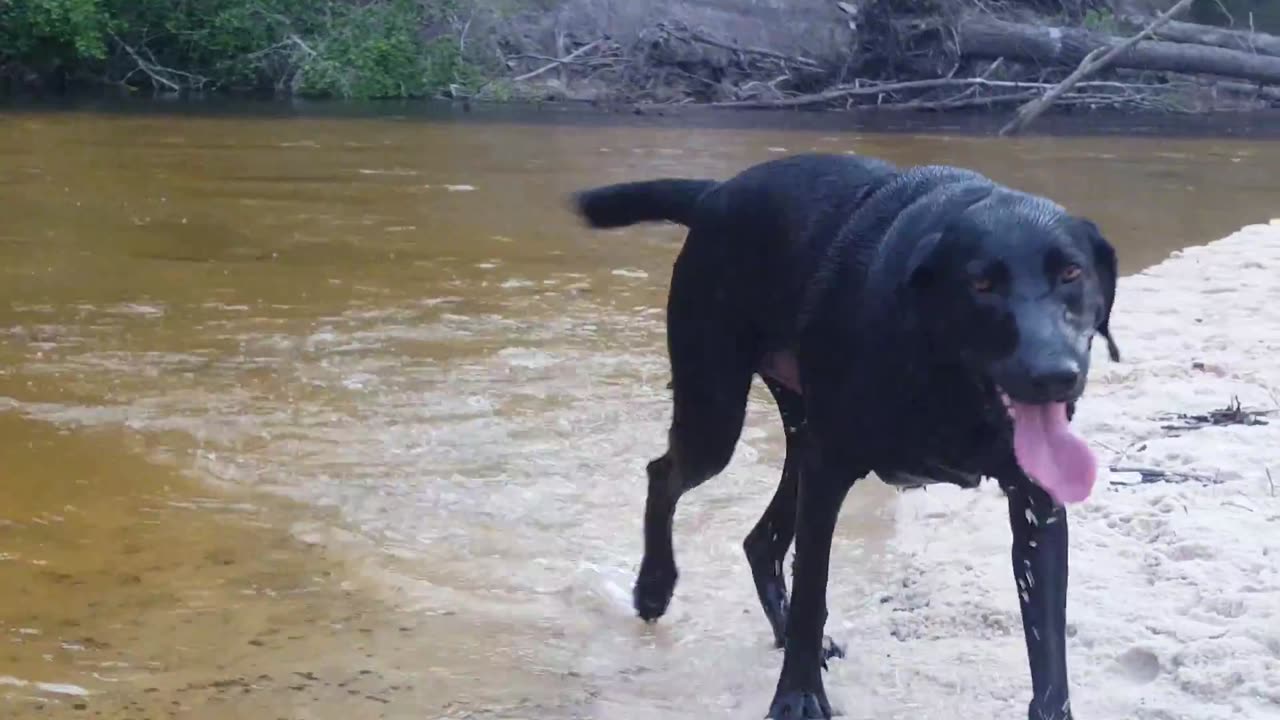 Riley in his Natural Environment