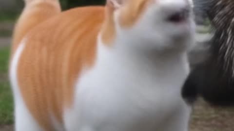 Cat VS Porcupine